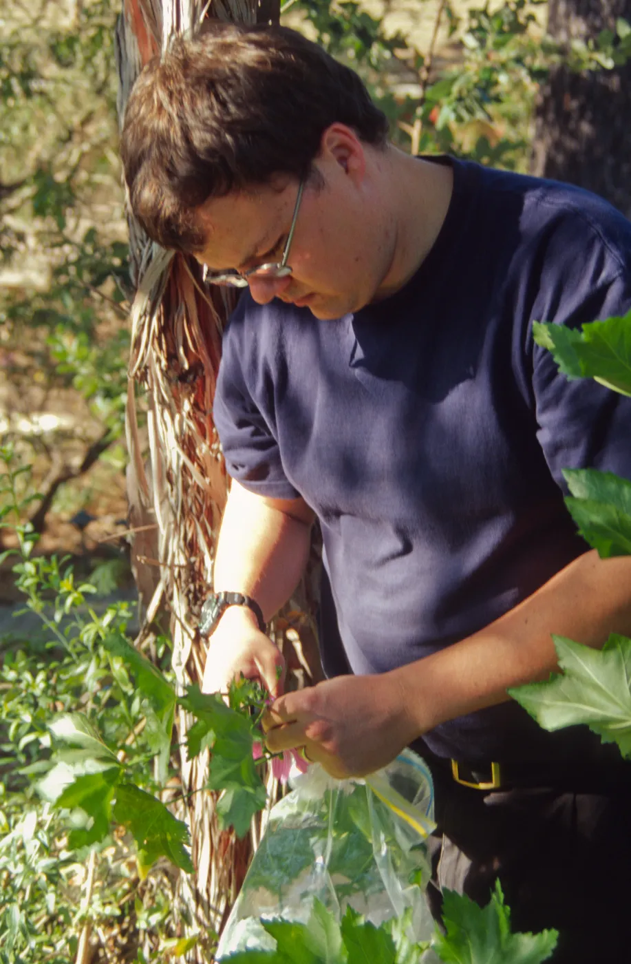 SBBG People: Andrew Wyatt at Work, Lavatera Propagation