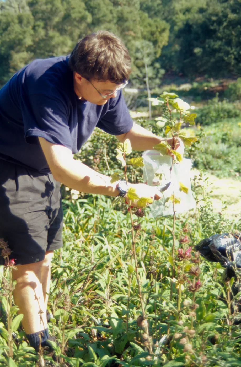 SBBG People: Andrew Wyatt at Work, plant propagation