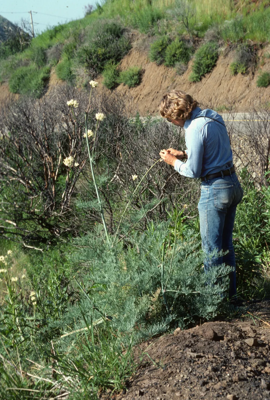 Steve Junak with ??? ochroleuca, Malibu burn area