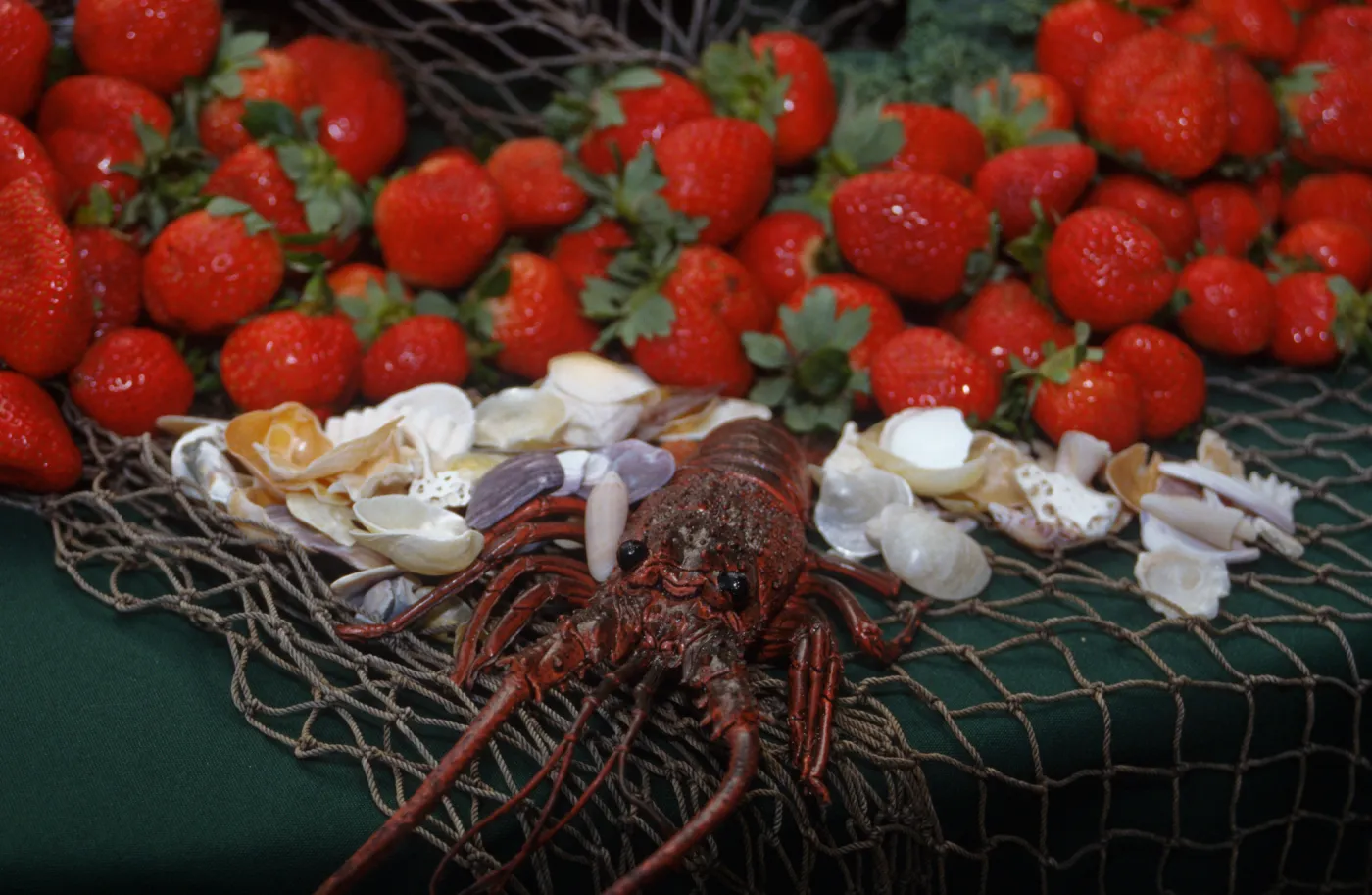 'Flora of Santa Cruz Island' book signing, strawberries, seashells and lobster on the buffet table