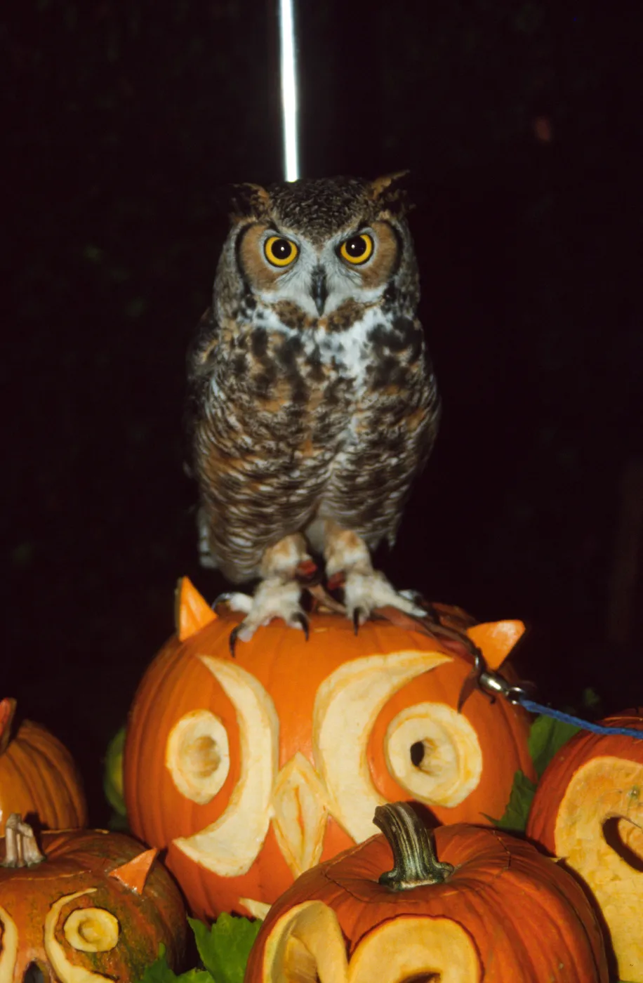 Owl-o-ween