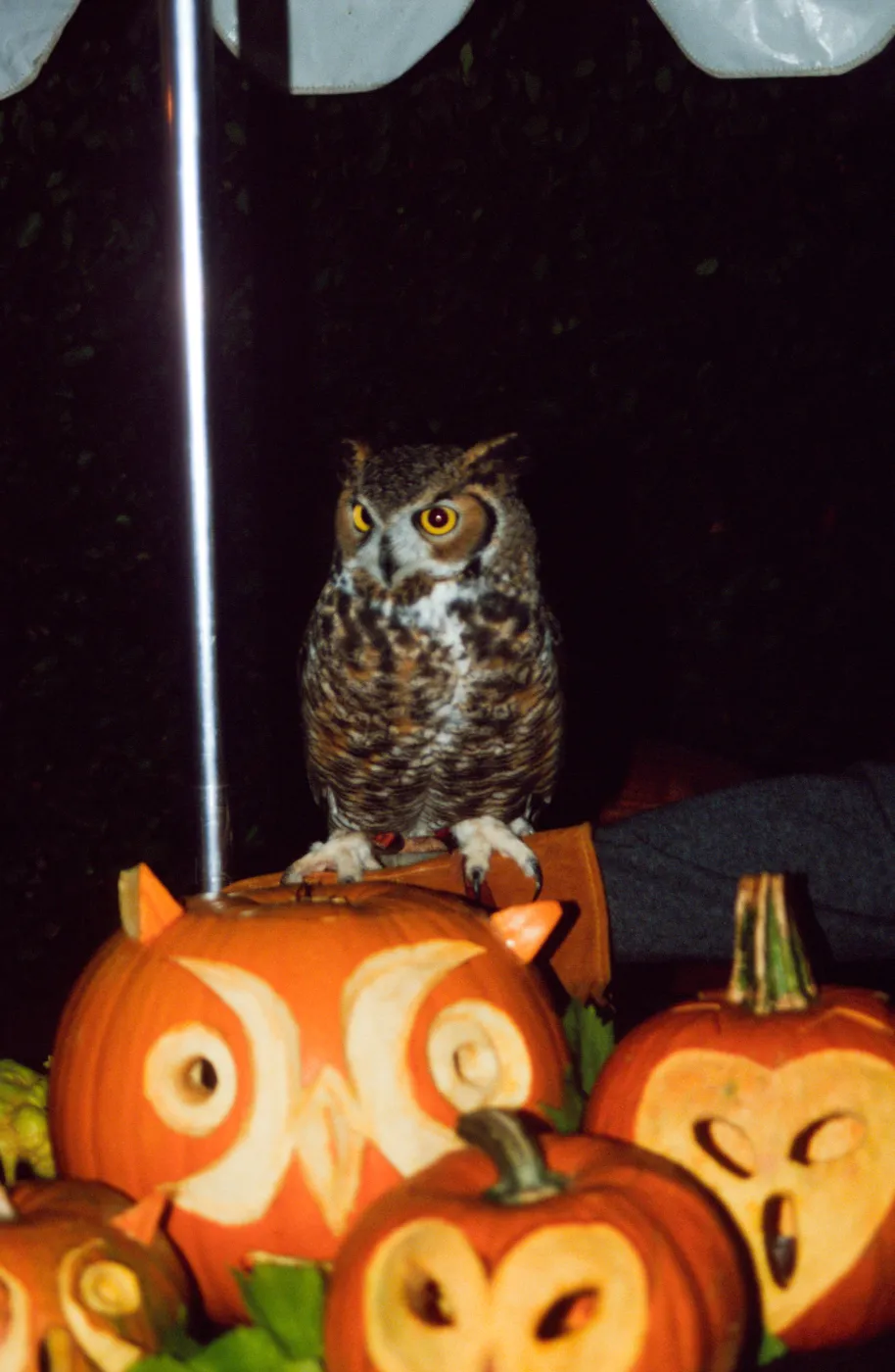 Owl-o-ween