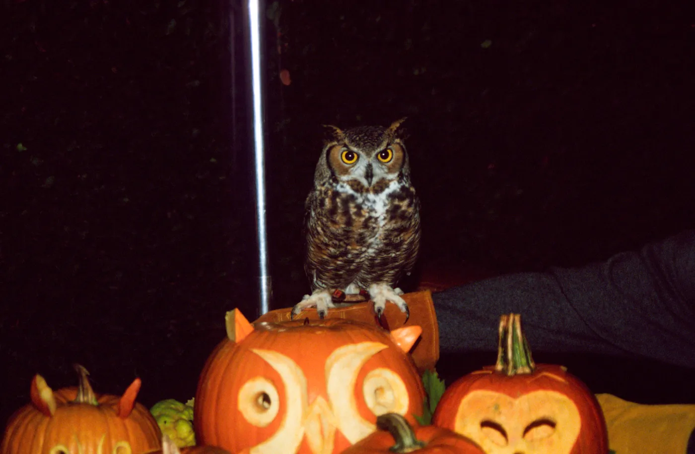 Owl-o-ween