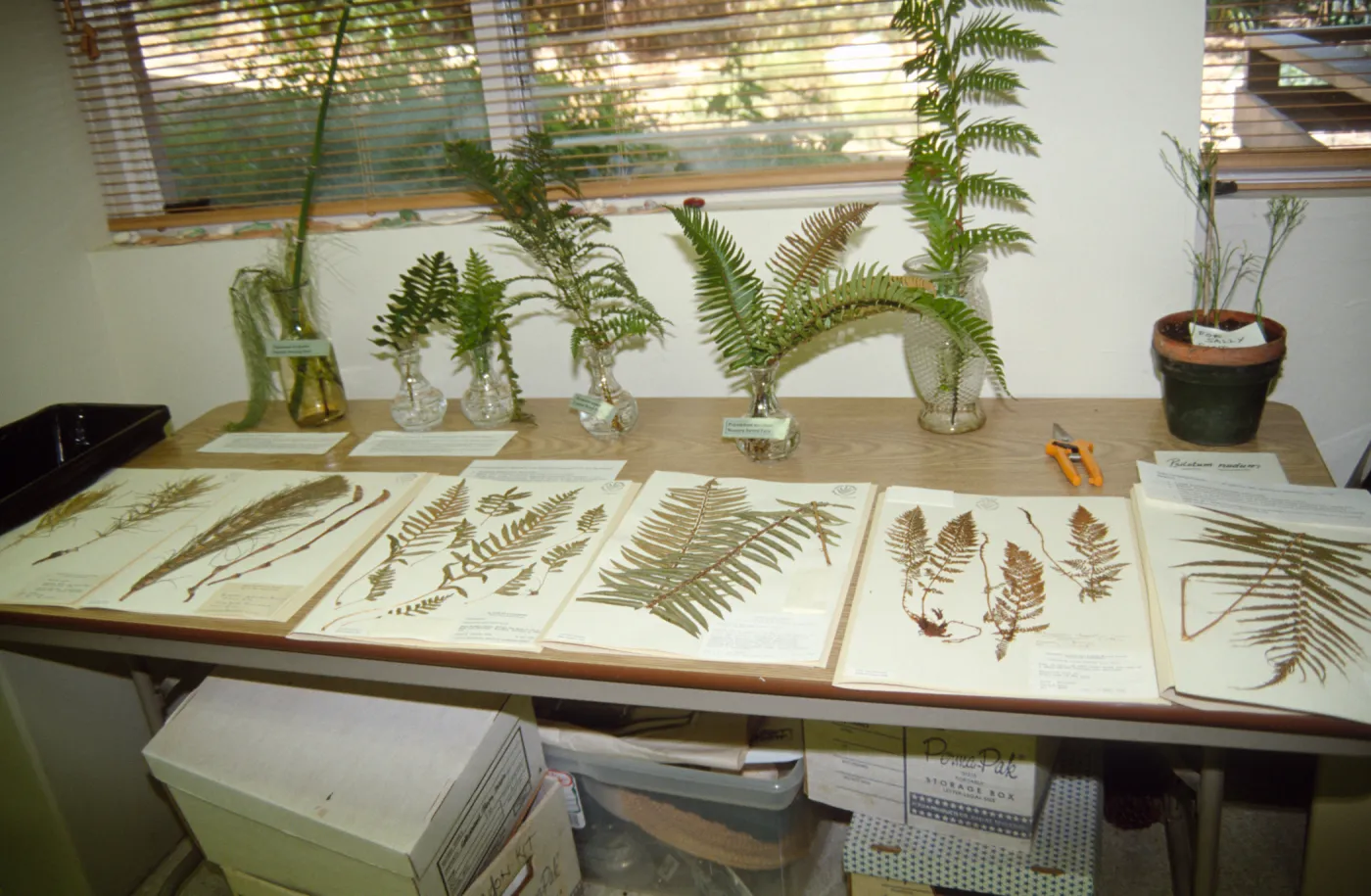 Adult Classes, herbarium specimens on display