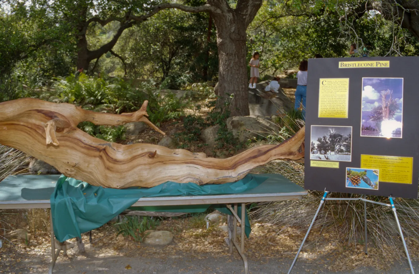 Celebration of Trees 1996