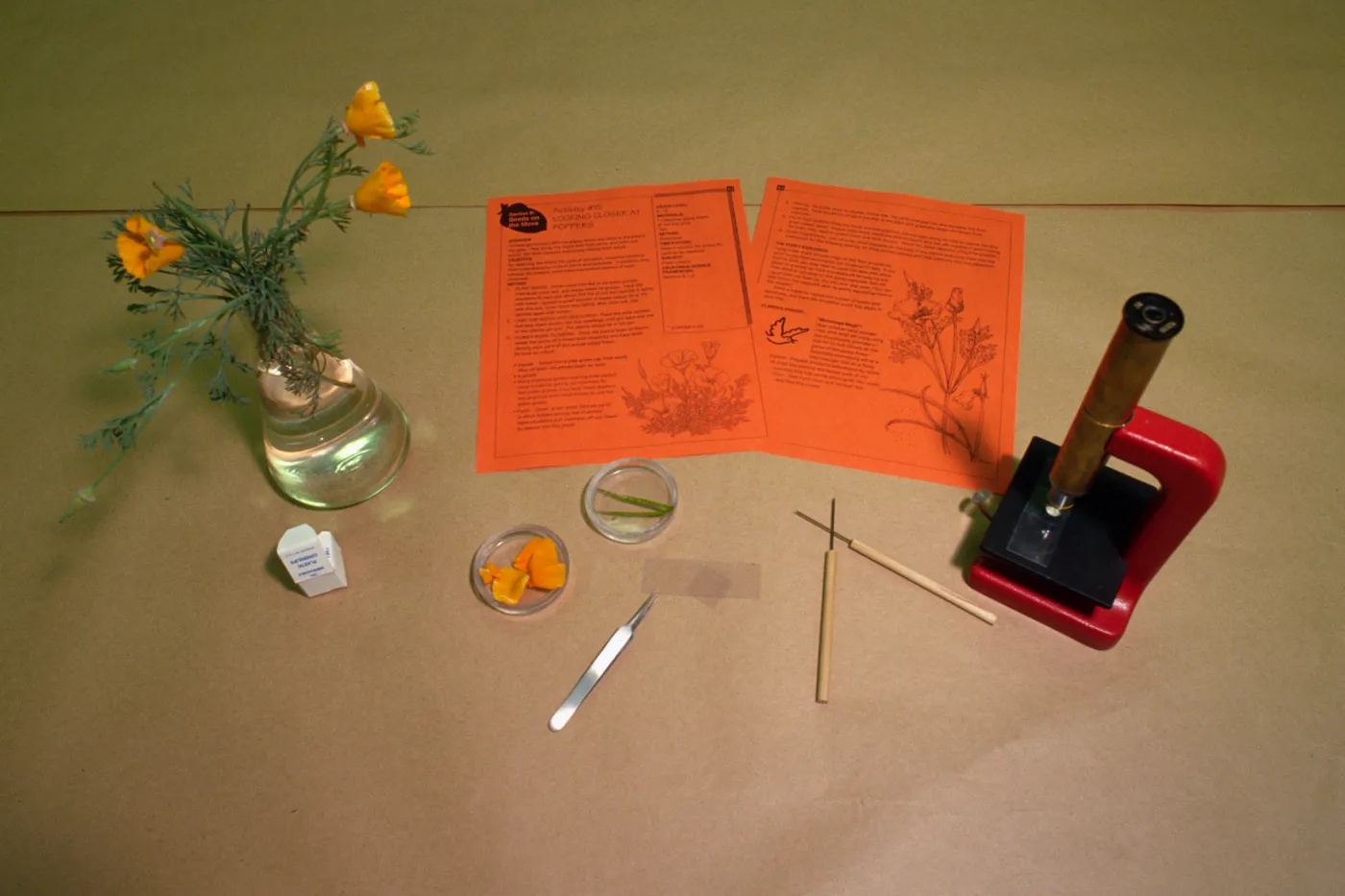 Nature Kits and Displays, seed kit
