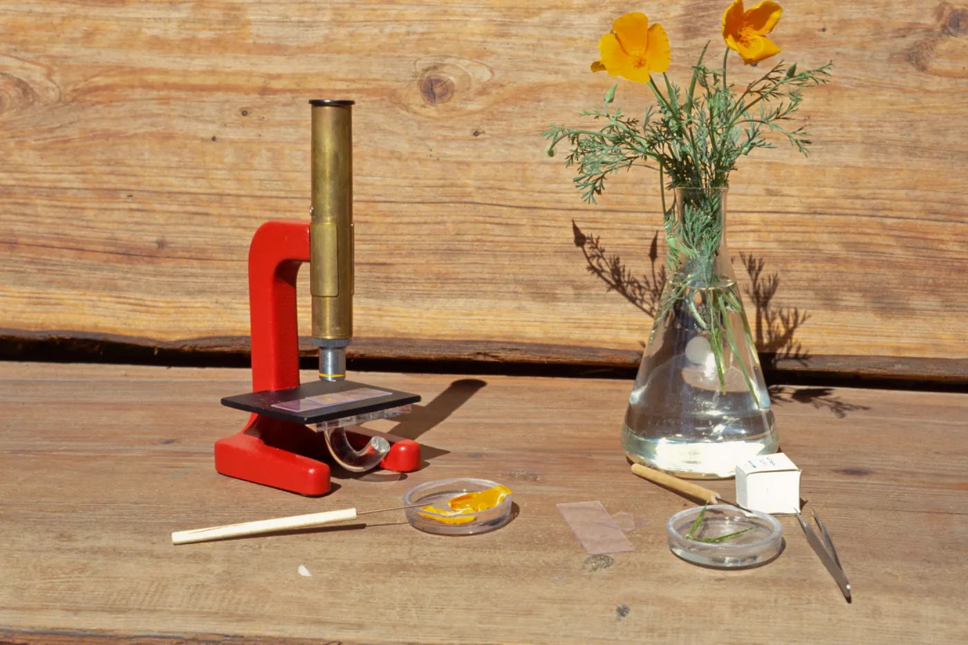 Nature Kits and Displays