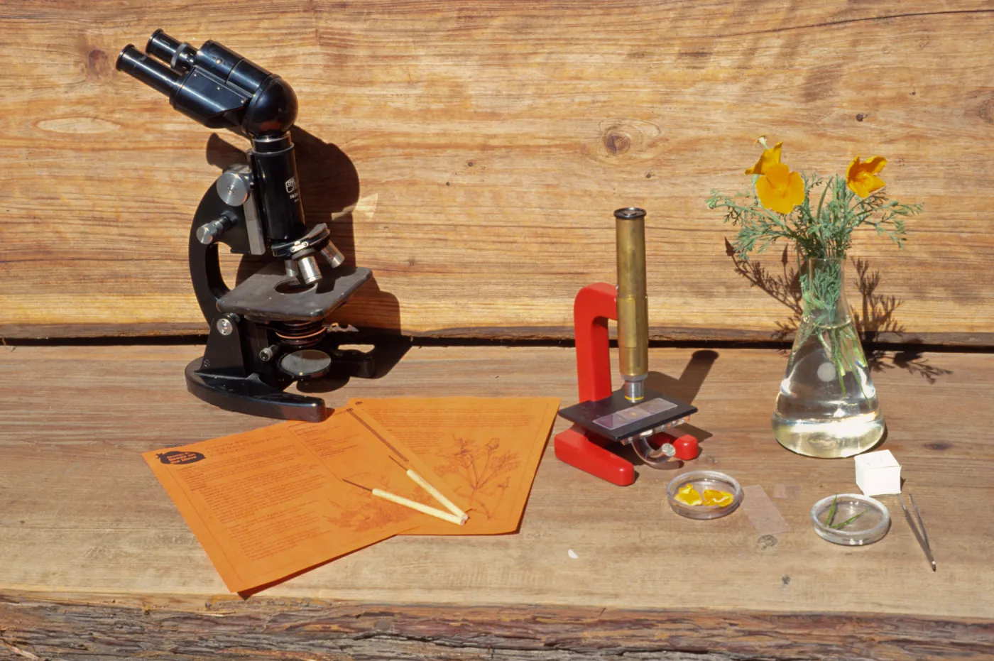 Nature Kits and Displays
