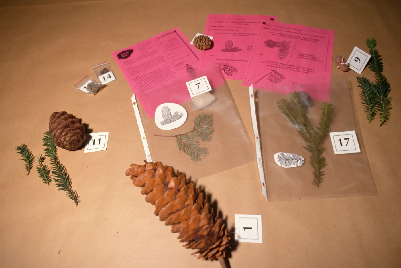 Nature Kits and Displays