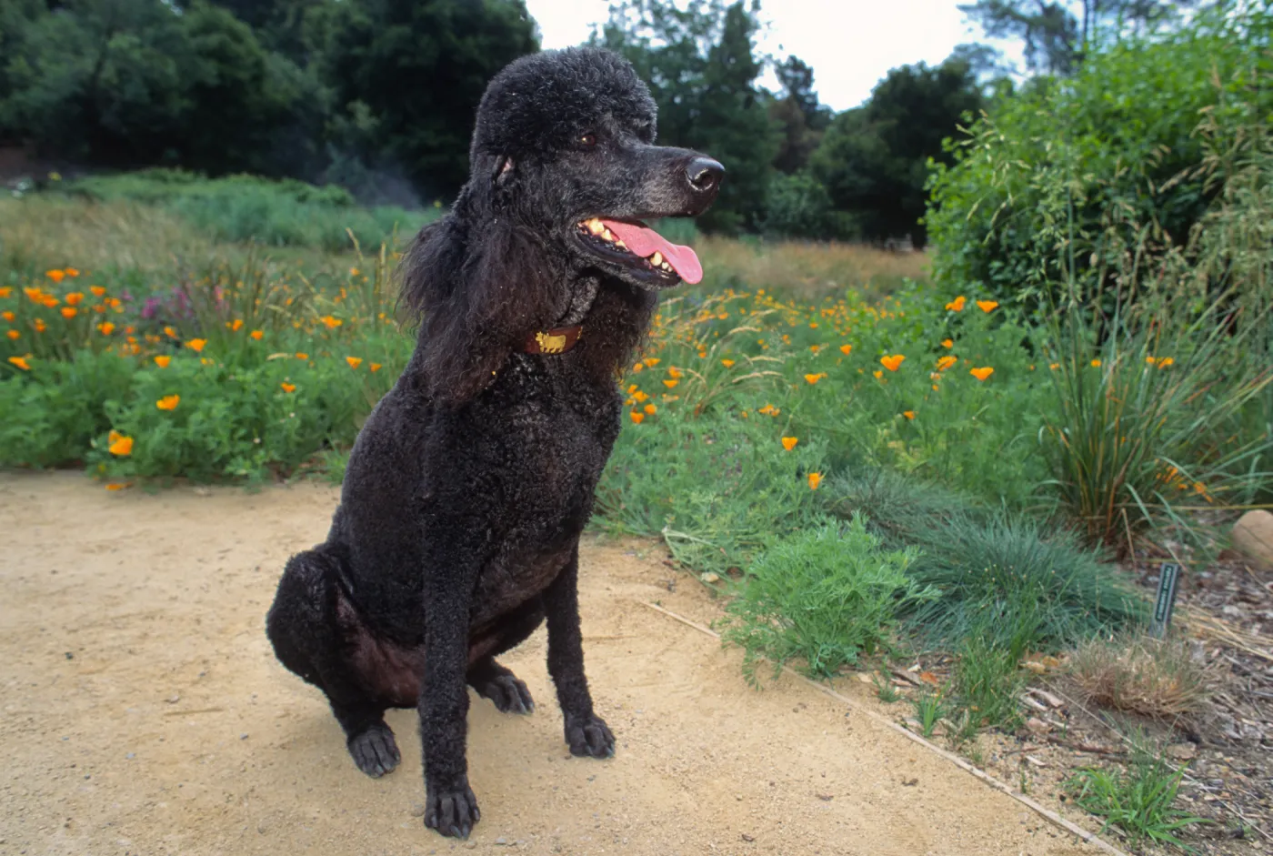Visitors in the Garden, Sophie
