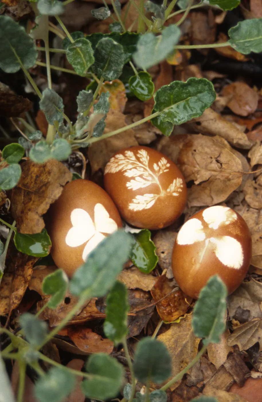 Eggstravaganza 1996