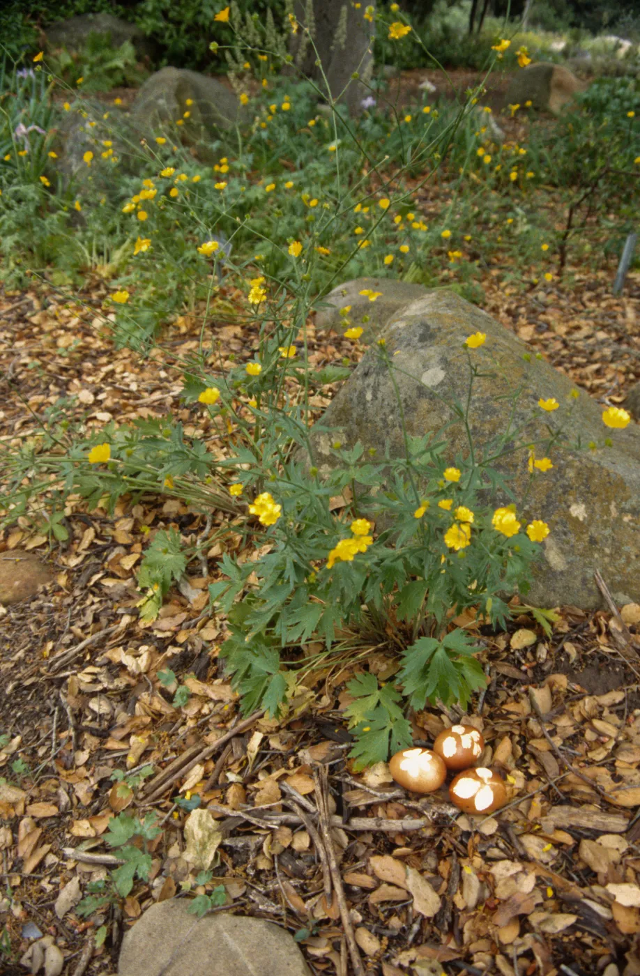 Eggstravaganza 1996