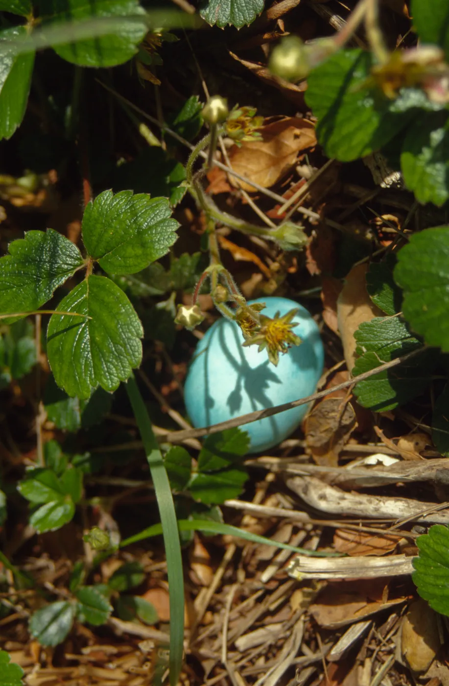 Egg Hunt 2001