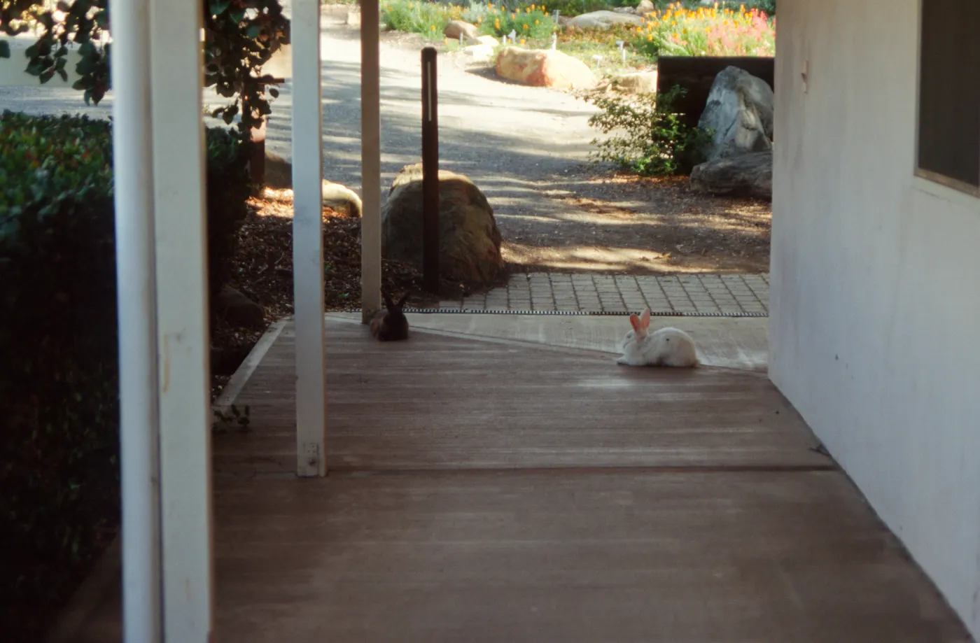 Bunny