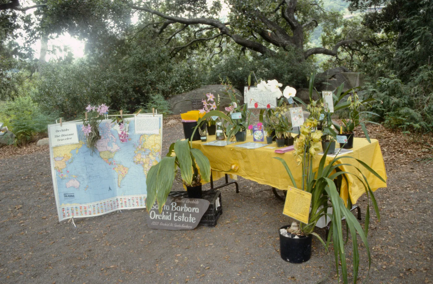 Wildflower Day 1992