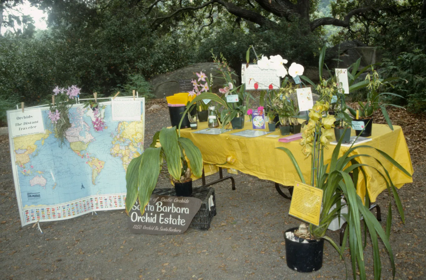 Wildflower Day 1992