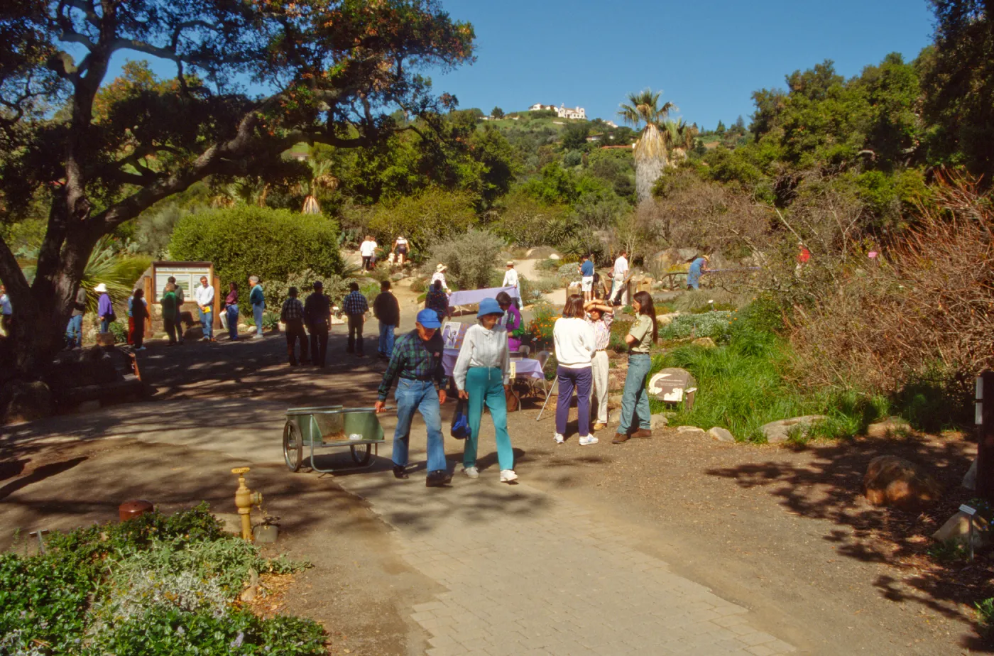 Wildflower Day 1994