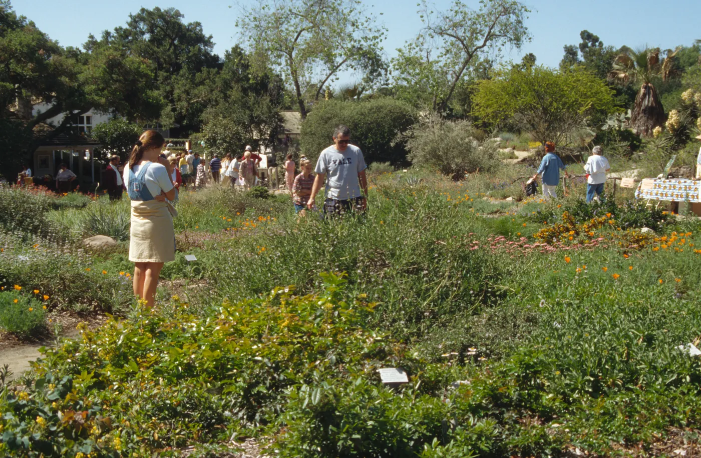 Wildflower Festival 1996