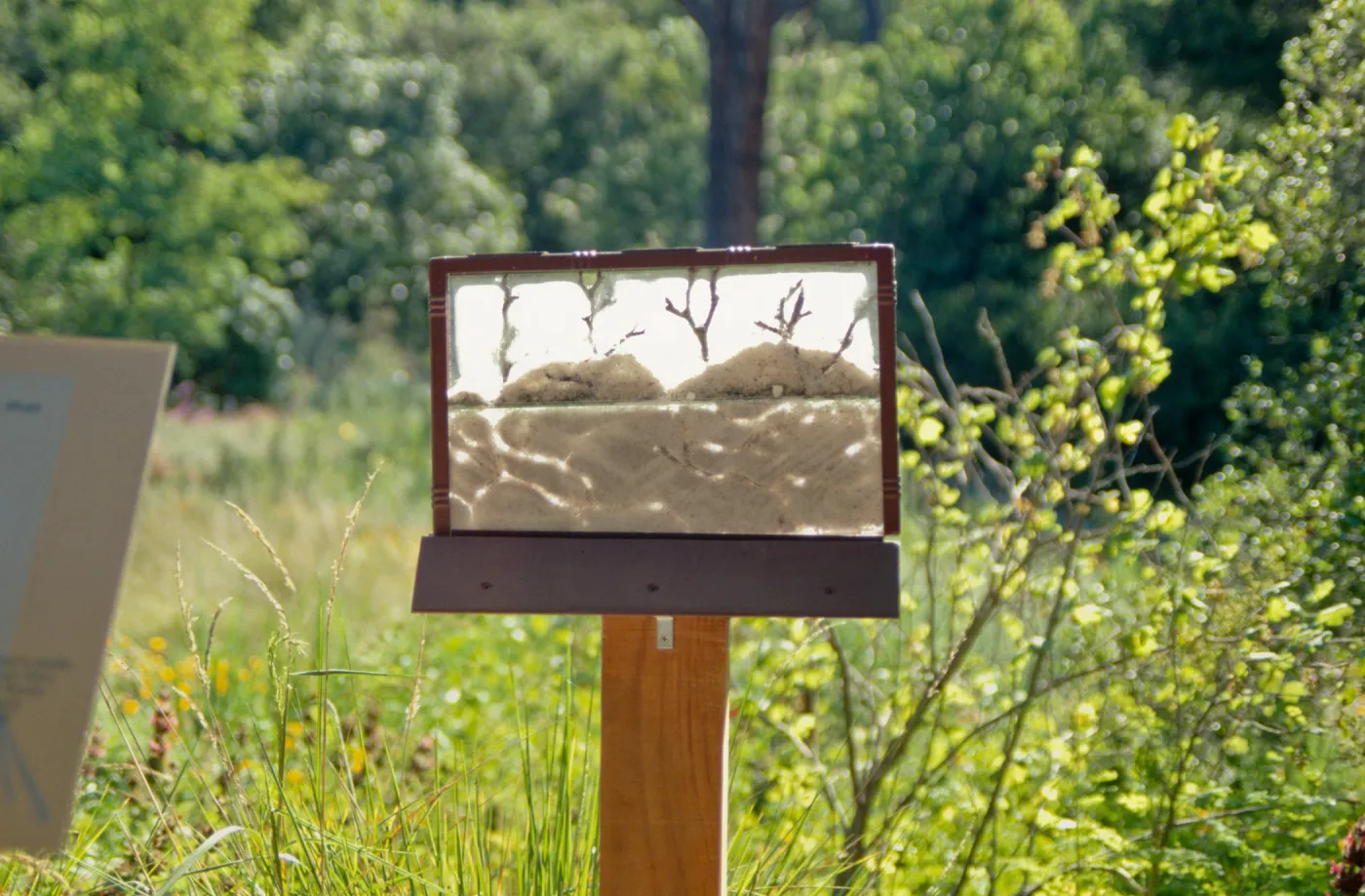 Big Bugs, ant farm display in the Meadow