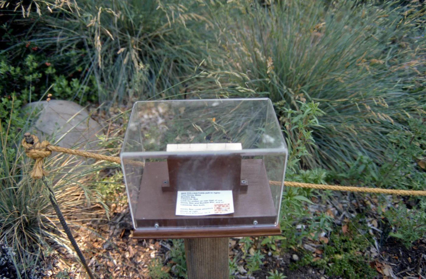 Big Bugs, bee pollinators exhibit