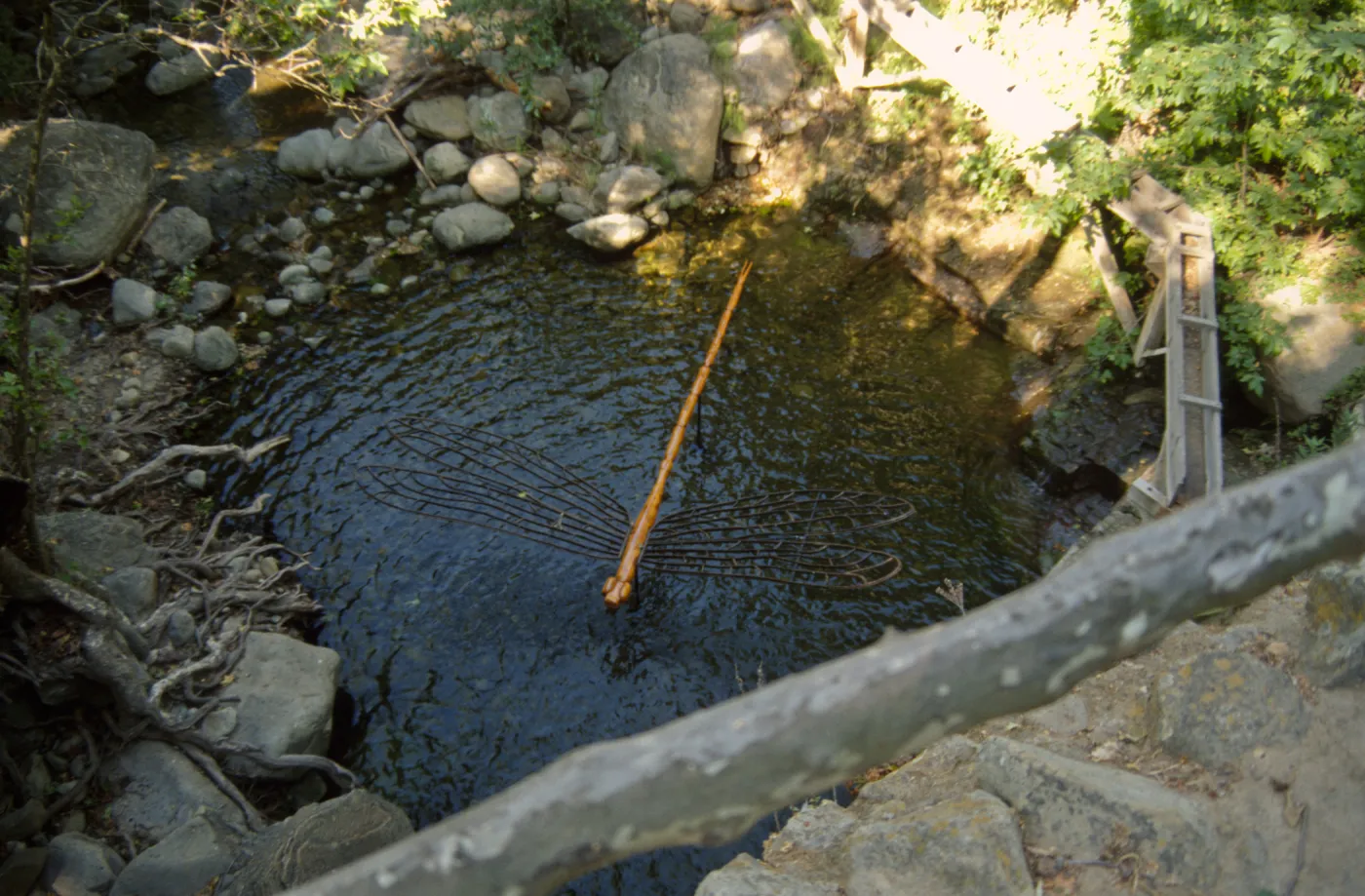 Big Bugs, damselfly in the pool beneath the Mission Dam