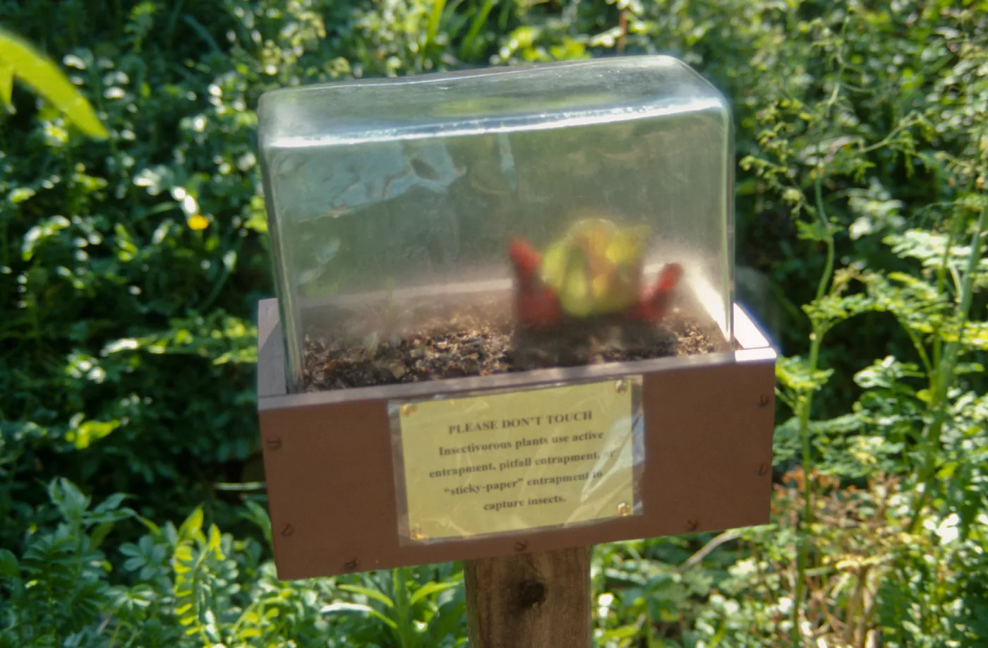 Big Bugs, insectivorous plants exhibit at the Assassin bug display