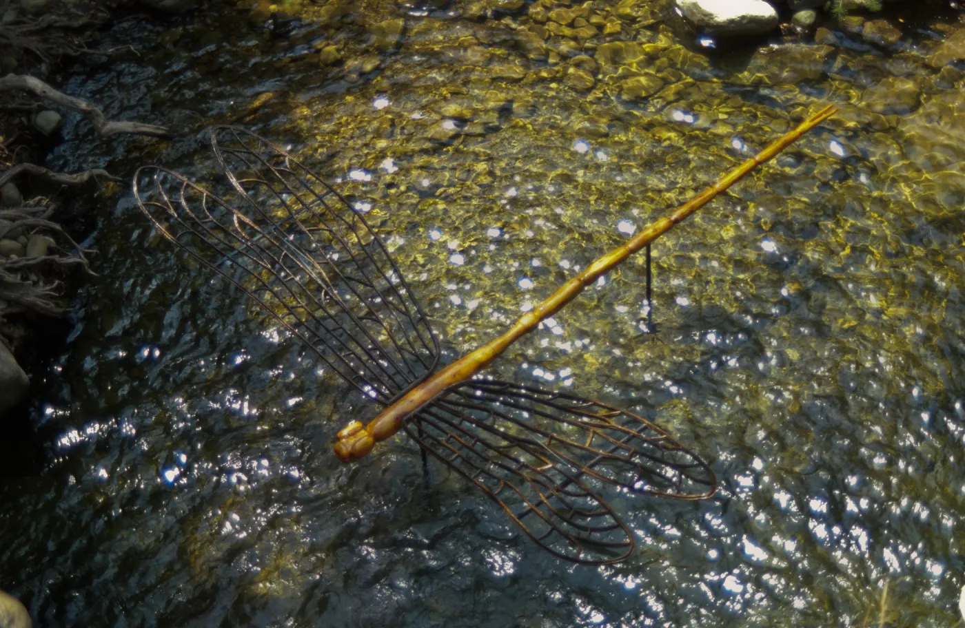 Big Bugs Damselfly