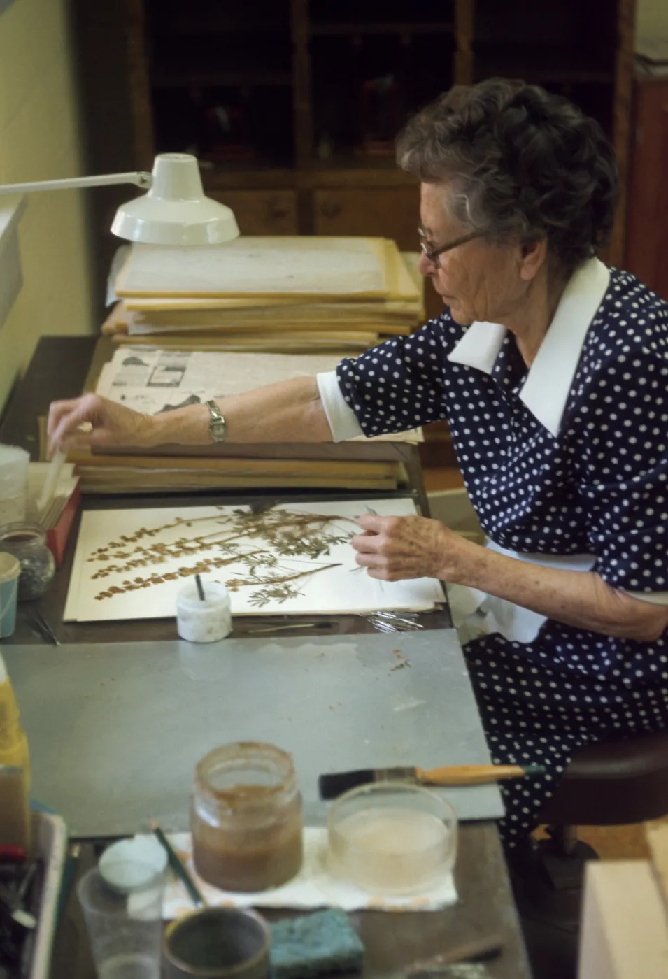 Louisa Long 1975 Herbarium