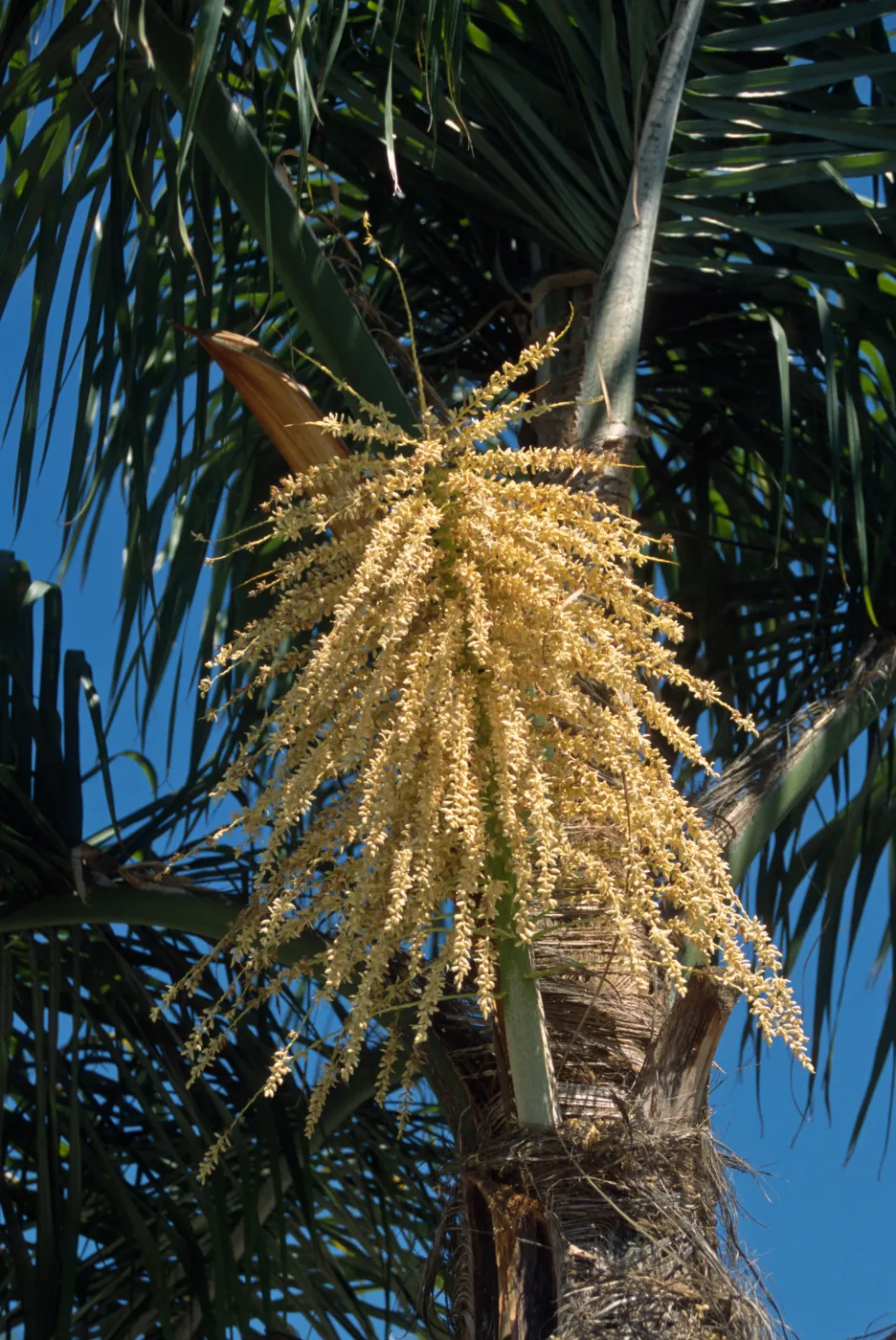 Syragrus romanzoffiana, Haley Street at Laguna