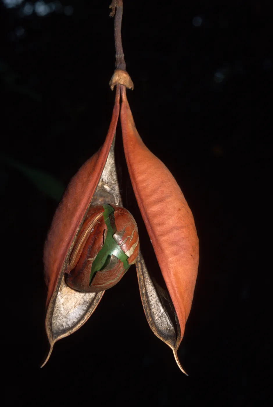 Castanospermum australe, Pacifica Suites, Goleta