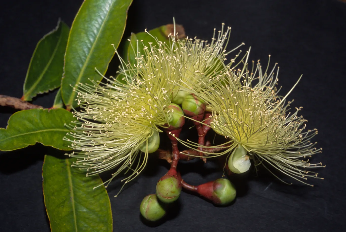 Syzygium jambos, Santa Barbara City College