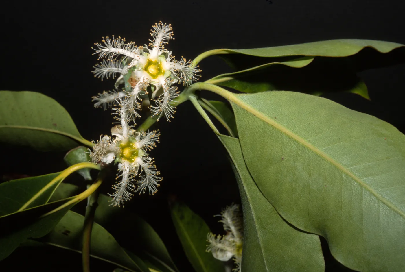 Lophostemon confertus, West Alameda Plaza