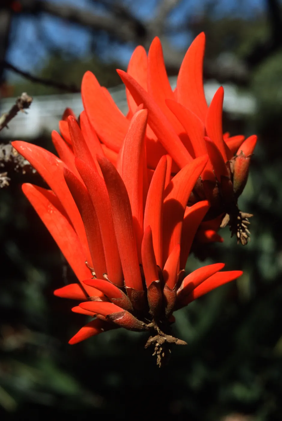 Erythrina lysistemon, La Vista Road