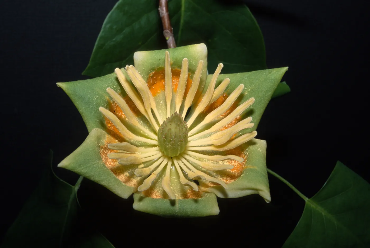 Lriodendron tulipifera, Paseo Tranquillo