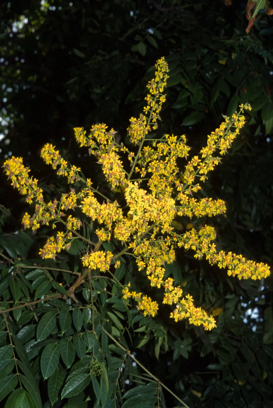 Koelreuteria bipinnata, Gillespie Street