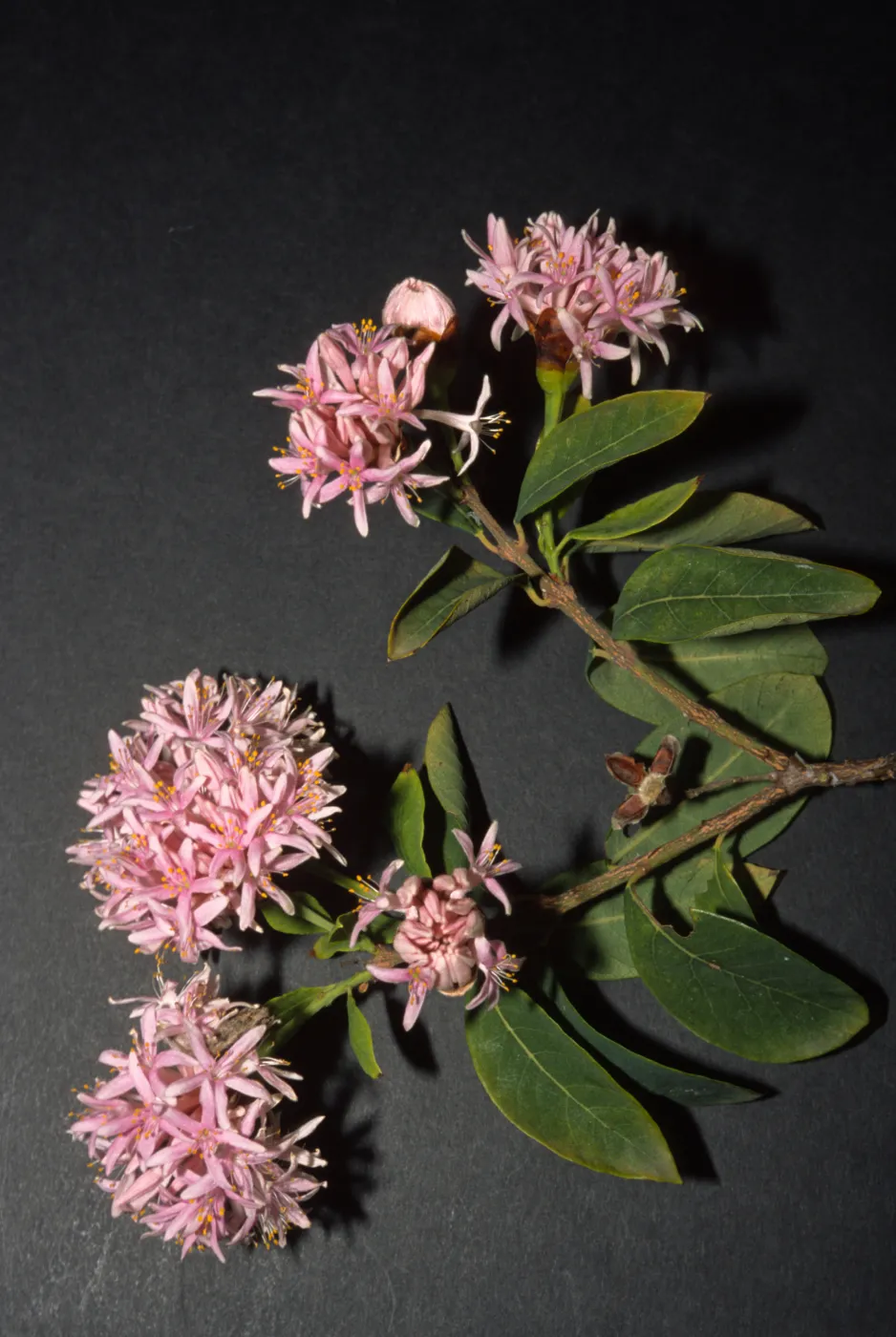 Dais cotinifolia, Lower Orpet Park