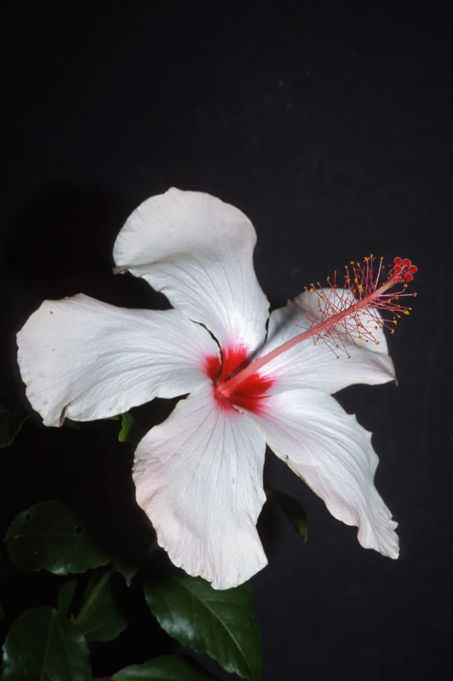 Hibuscus rosa-sinensis, East De La Guerra Street