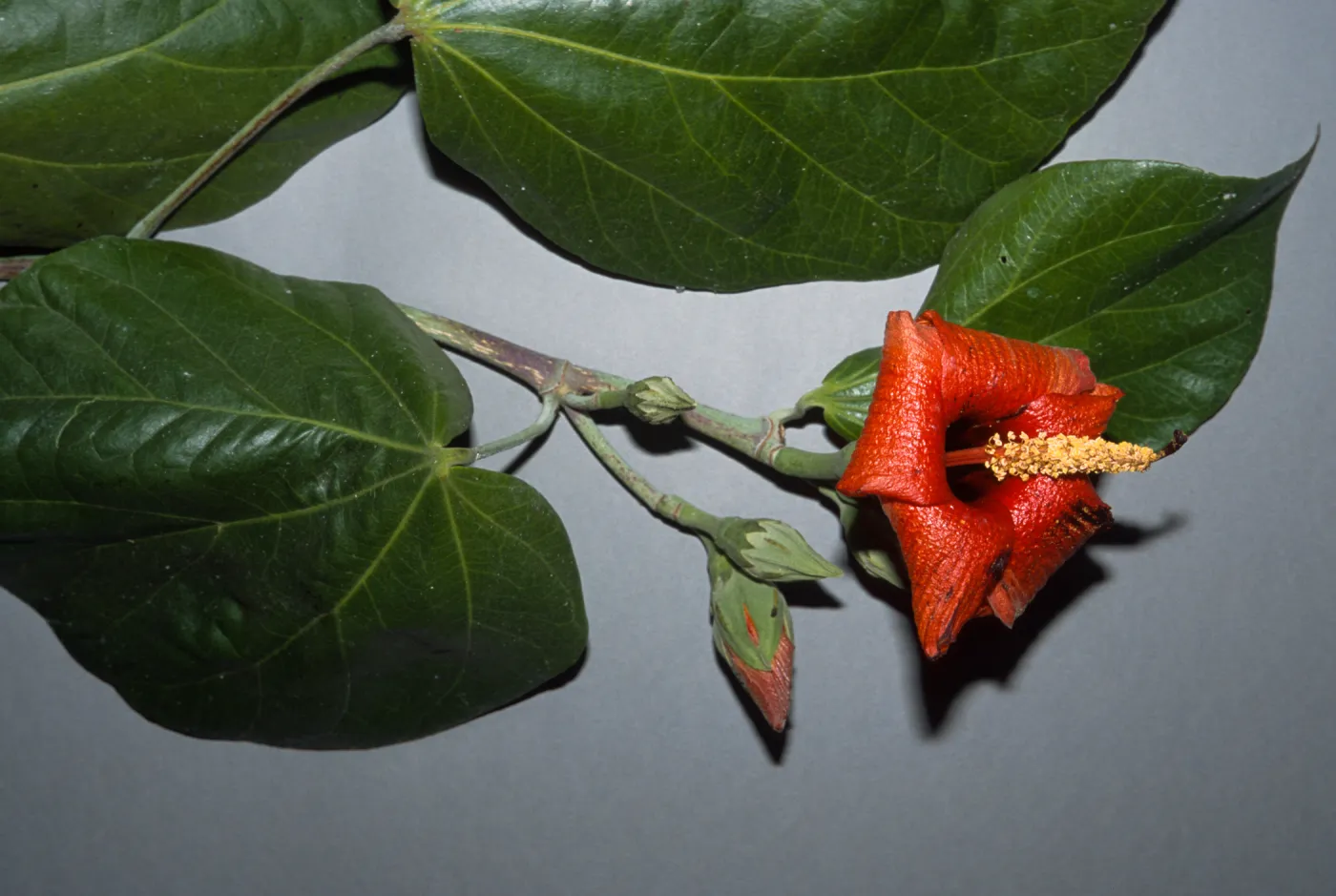 Hibiscus elatus, Franceschi Park
