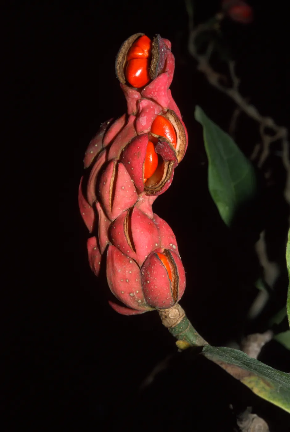 Magnolia x soulangeana, Alice Keck Park Memorial Garden