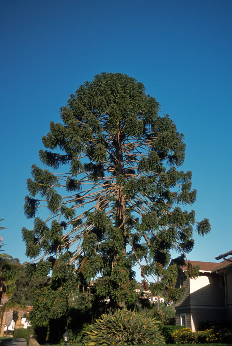 Araucaria bidwilli, Junipero Plaza