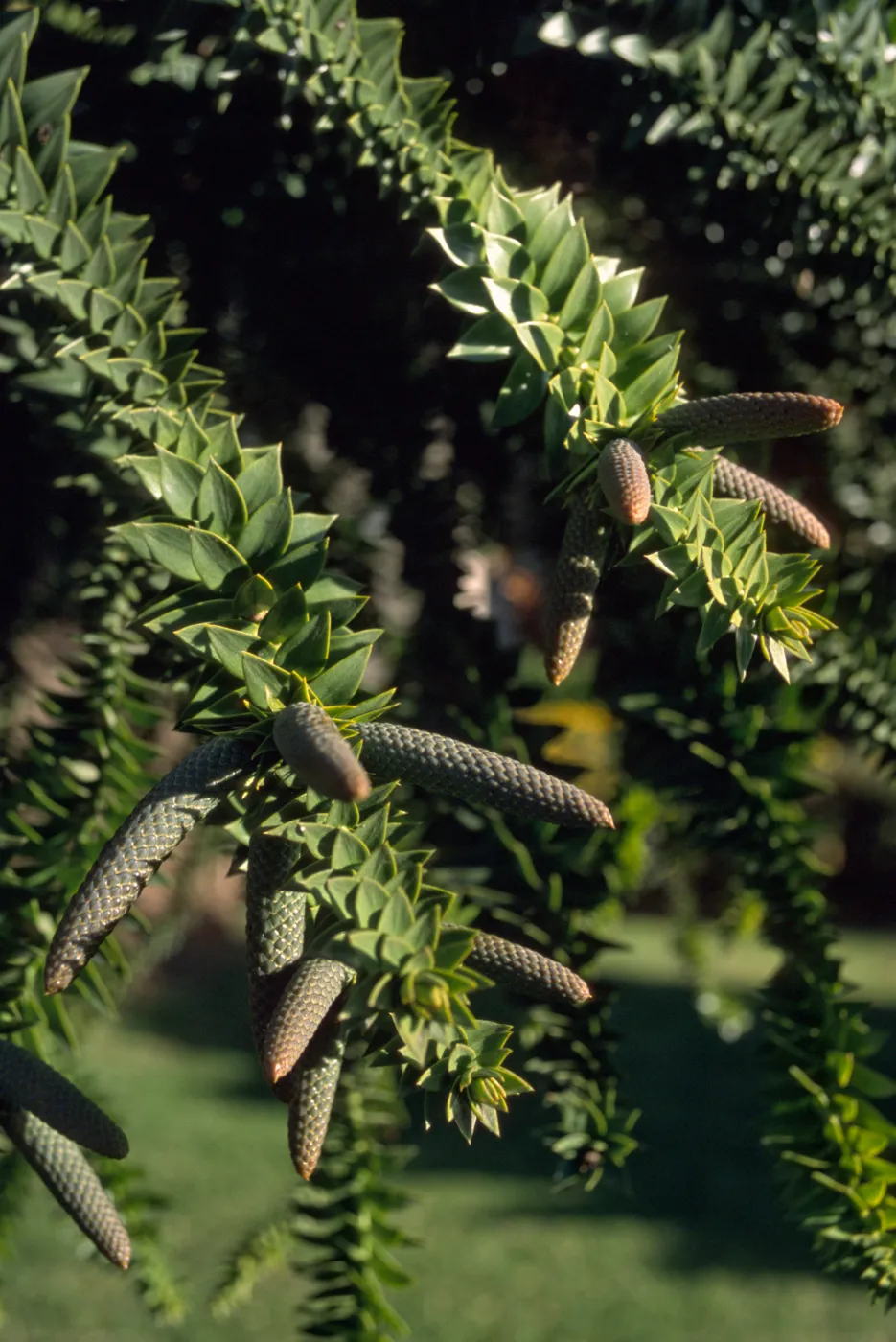 Araucaria bidwilli, Junipero Plaza