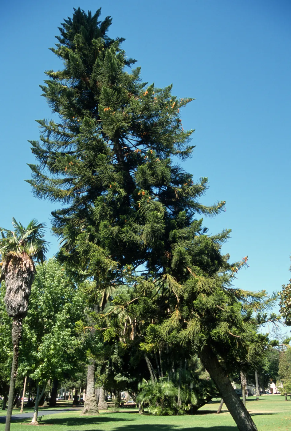 Araucaria columnaris