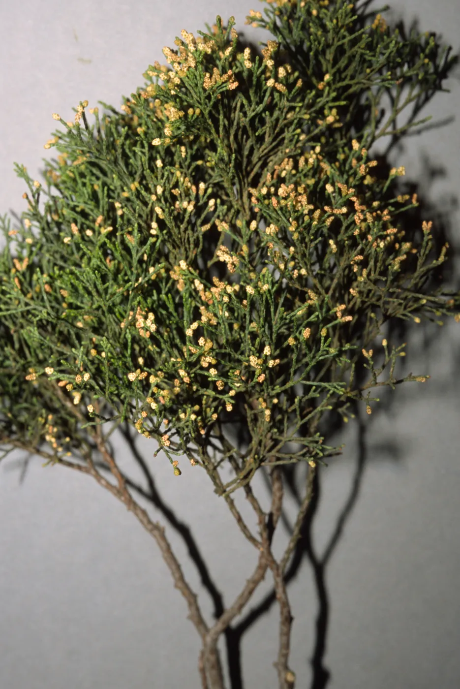 Callitris rhomboidea, Co. Admin. parking lot, E. Victoria St.