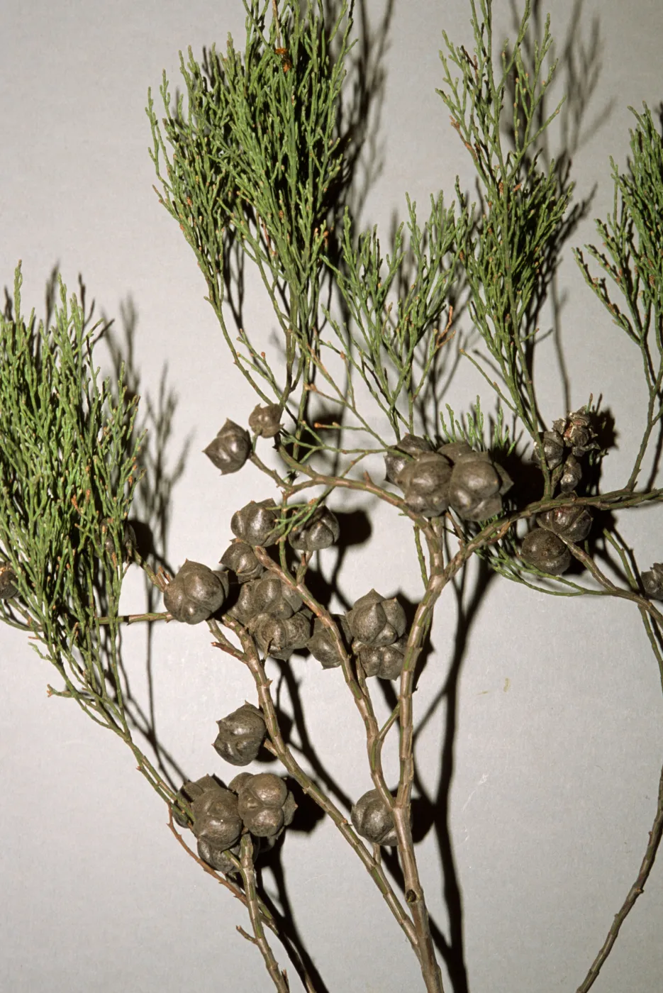 Callitris rhomboidea, Co. Admin. parking lot, E. Victoria St.