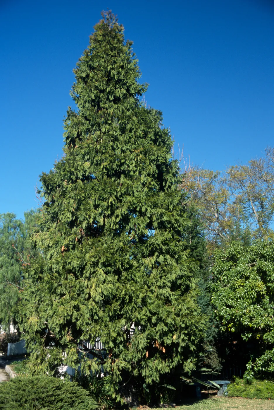 Calocedrus decurrens, 200 Calle Manzanita