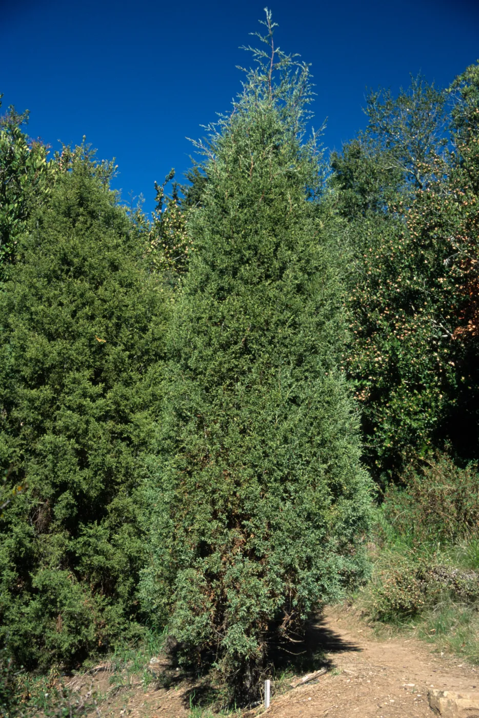 Cupressus arizonica