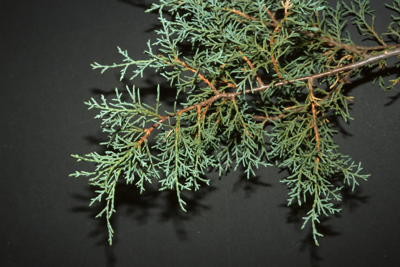 Cupressus arizonica