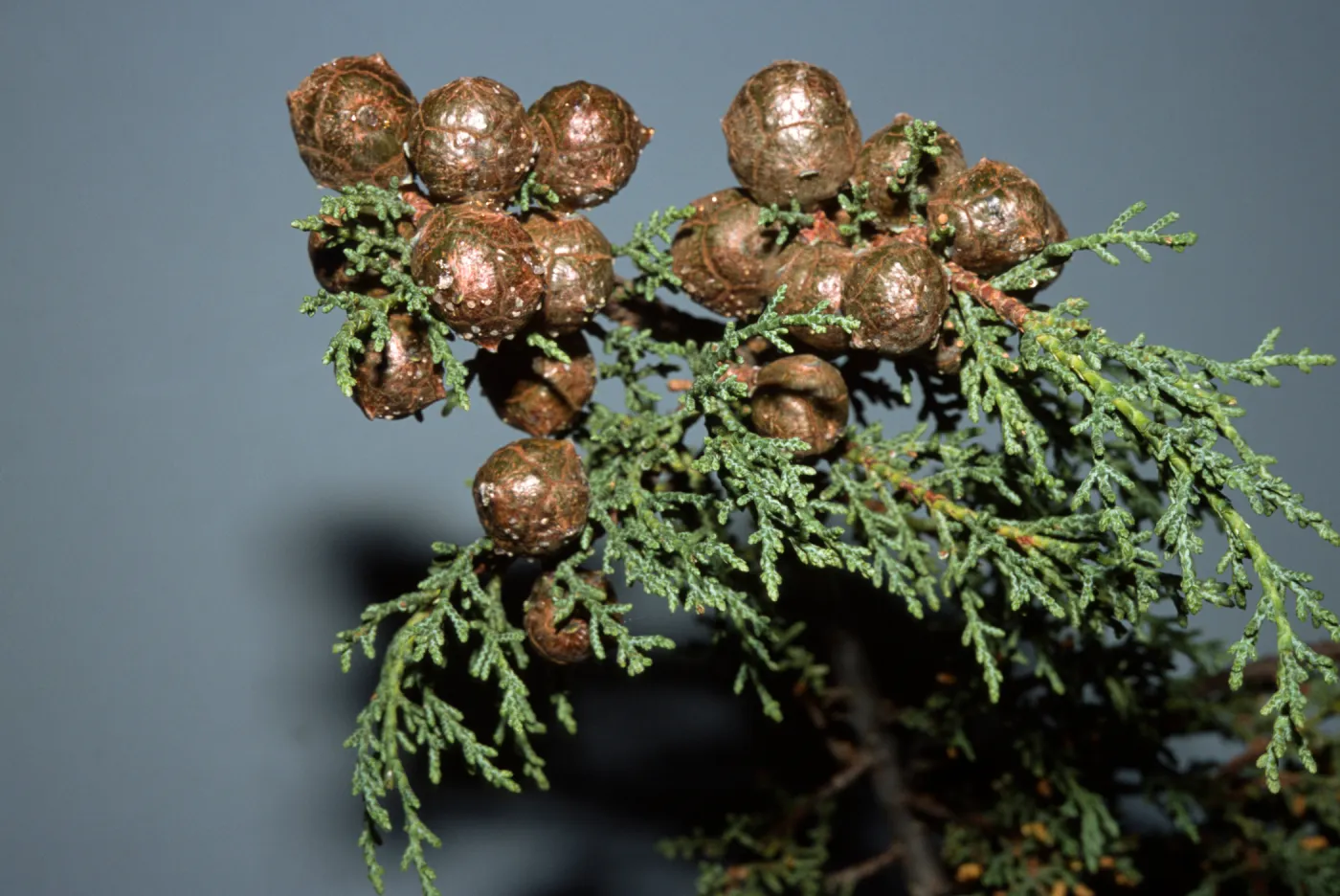 Cupressus goveniana