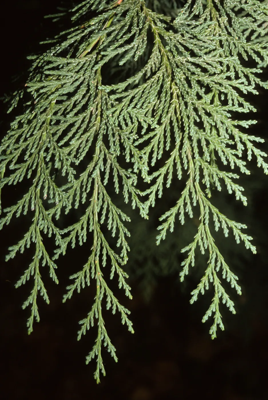 Cupressus lawsoniana