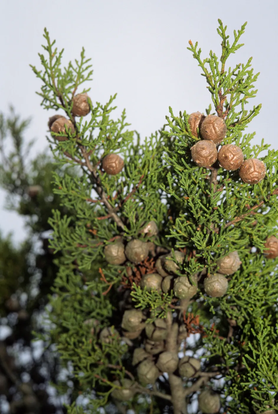 Cupressus sargentii